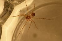 Scytodes thoracica