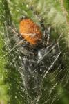 Carrhotus xanthogramma