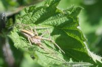 Pisaura mirabilis