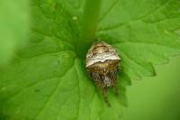 Gibbaranea bituberculata