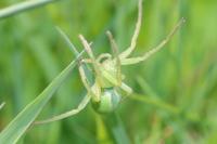 Micrommata virescens