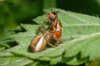Xysticus