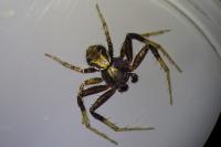 Xysticus kochi