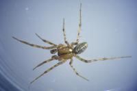 Stemonyphantes lineatus