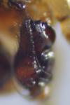 Stemonyphantes lineatus
