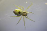 Nigma puella
