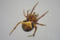 Araneus sturmi