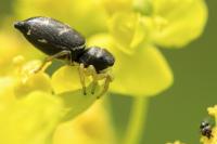 Heliophanus cupreus
