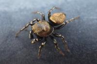 Heliophanus aeneus