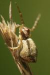 Tmarus