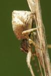 Tmarus