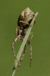 Tmarus