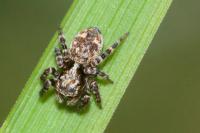 Pseudeuophrys lanigera