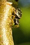 Heliophanus cupreus