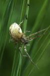 Anyphaena accentuata