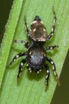 Heliophanus kochii