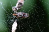Cyclosa conica