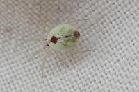 Nigma puella