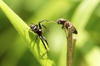Synema globosum