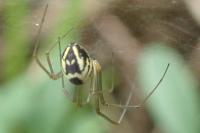 Neriene radiata