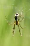 Neriene radiata