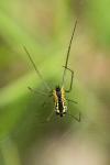 Neriene radiata