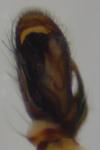 Clubiona brevipes