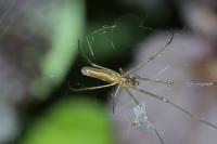 Tetragnatha
