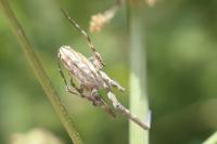 Uloborus walckenaerius