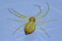 Philodromus rufus