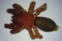 Scotophaeus scutulatus