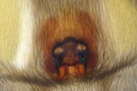 Scotophaeus scutulatus