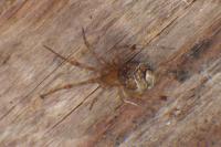 Parasteatoda tepidariorum