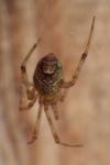 Parasteatoda tepidariorum