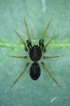 Phrurolithus minimus