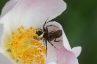 Synema globosum