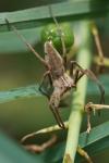 Pisaura mirabilis