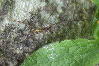 Tetragnatha dearmata