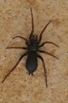 Trachyzelotes pedestris
