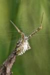 Uloborus walckenaerius