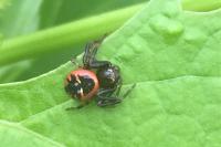 Synema globosum