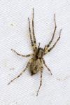 Anyphaena accentuata