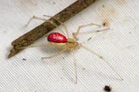 Enoplognatha ovata