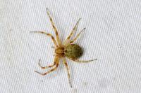 Philodromus