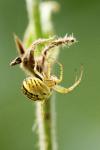 Mangora acalypha