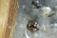 Steatoda triangulosa