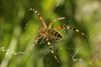 Argiope bruennichi