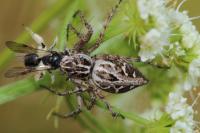 Oxyopes heterophthalmus