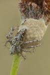 Oxyopes heterophthalmus