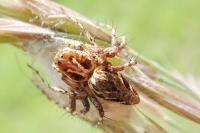 Oxyopes ramosus